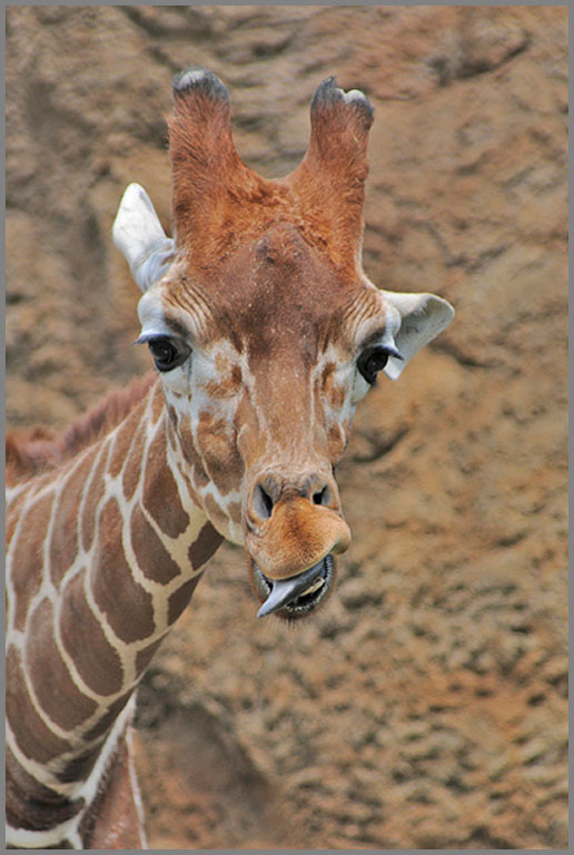 Giraffe copy